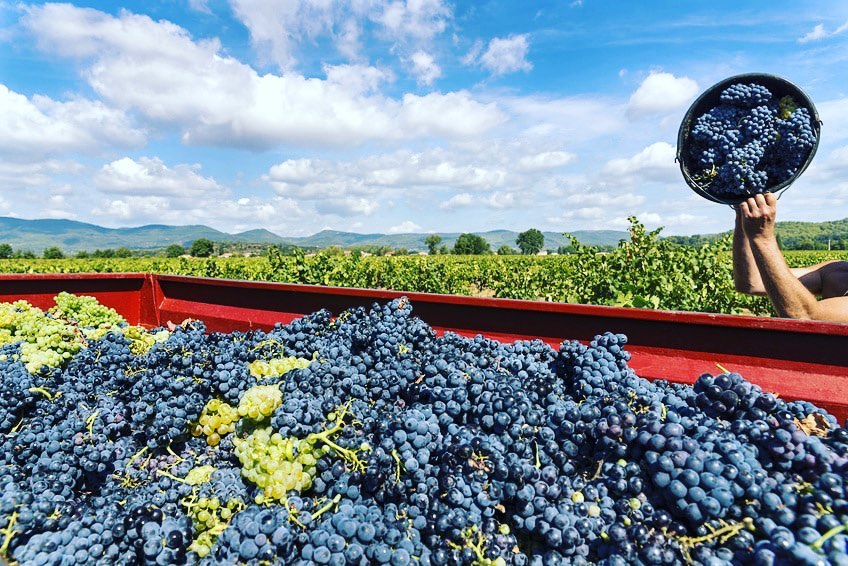 It’s harvest time in Burgundy and all over the northerne hemisphere. “Vendanges” in French is the most important period for winemaking. Good luck to all the winemakers #pinotnoir #ilovepinotnoir #bourgogne #vendanges #harvest #winesofinstagram #wineofinstagram #instawine #grapes